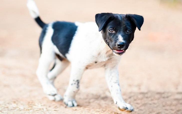 Danish-Swedish Farmdog Puppies Development Stages and Behavior