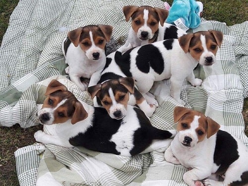 Danish-Swedish Farmdog Puppies laying on a blanket