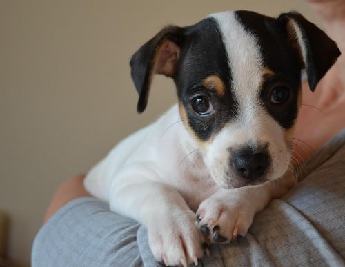 Danish-Swedish Farmdog Puppy sitting on its owner arms