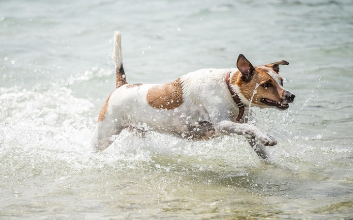 Danish-Swedish Farmdog Training Methods and Strategies