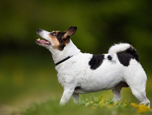 Danish-Swedish Farmdog on the field