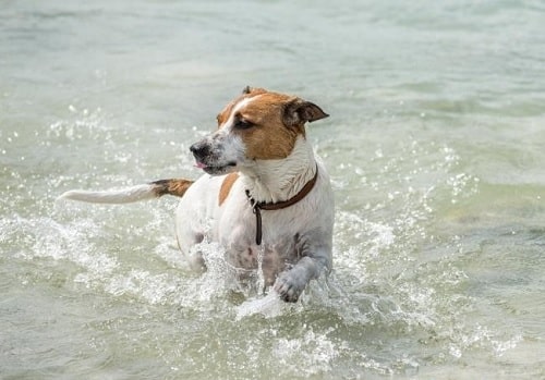 Danish-Swedish Farmdog playing in water