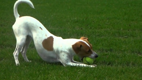 Danish-Swedish Farmdog playing with a ball