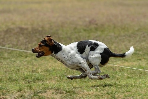 Danish-Swedish Farmdog running on the field