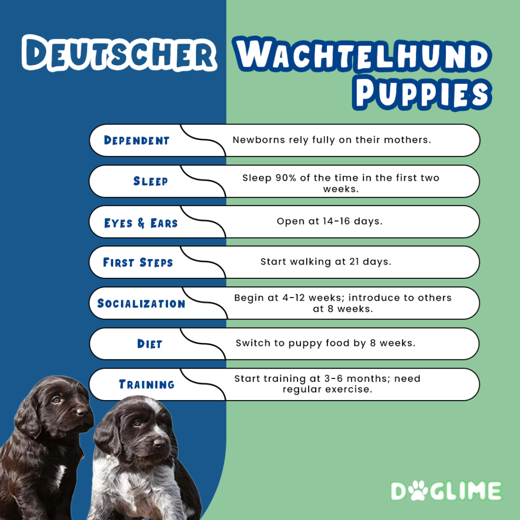 Deutscher Wachtelhund Puppies_