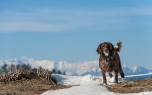 Deutscher Wachtelhund Training Methods and Strategies