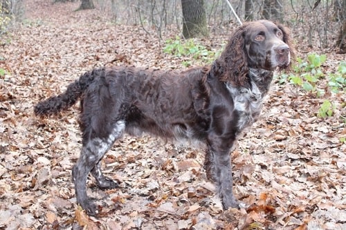 Deutscher Wachtelhund in a forest