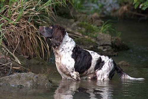 Deutscher Wachtelhund in the water