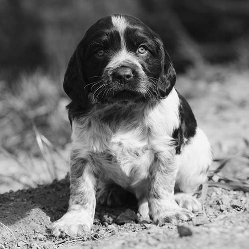 Deutscher Wachtelhund puppy sitting