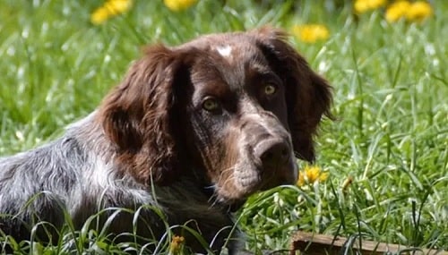 Deutscher Wachtelhund sitting