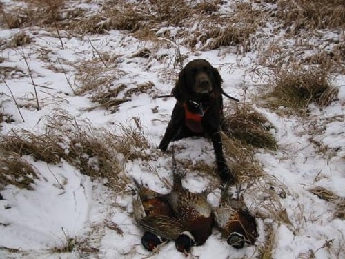 Deutscher Wachtelhund with the retrieve birds