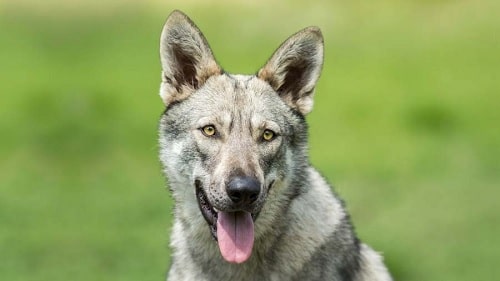 All About Saarloos Wolfdog - German Shepherd and Eurasian Grey Mix Breed