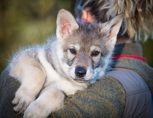 Saarloos Wolfdog master carrying him