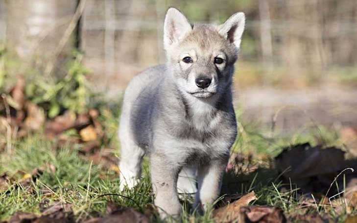 Saarloos Wolfdog puppies developmental stages and their behavior