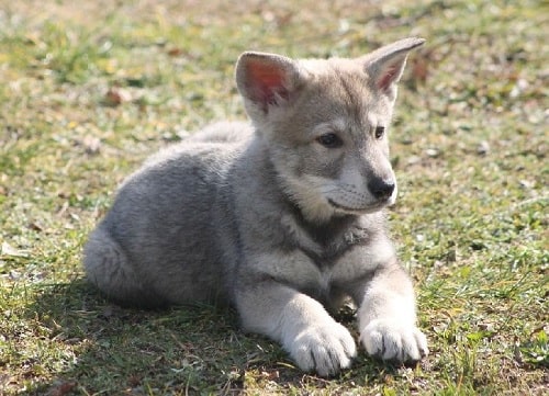 Saarloos Wolfdog puppy sitting