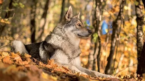 Saarloos Wolfdog sitting in the forest