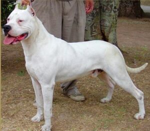 Dogo Argentino Puppies Behavior And Characteristics In Different Months ...