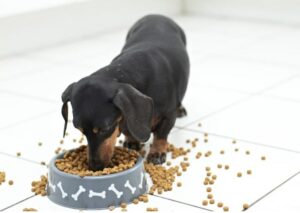 Dachshund eating his dog food