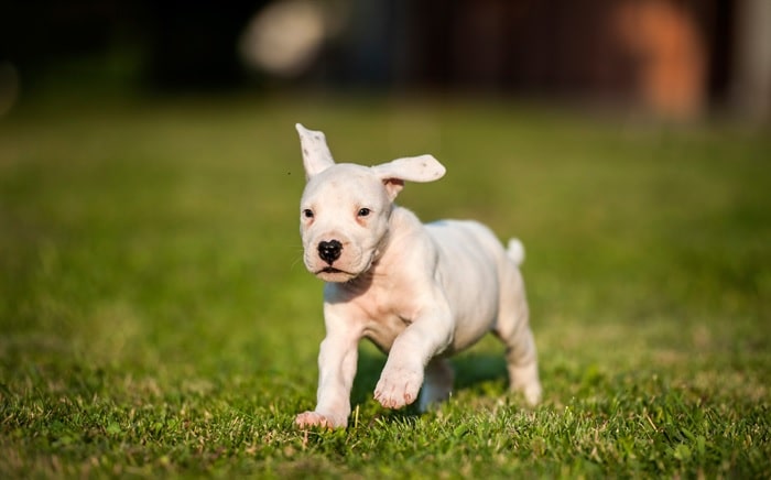 Dogo Argentino puppy behavior and character