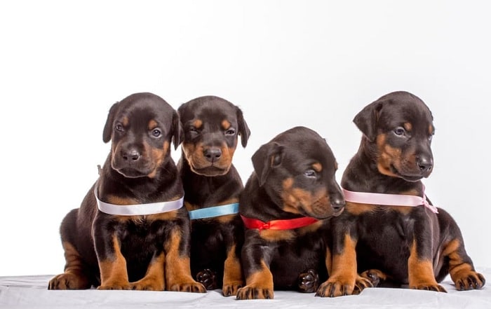 Doberman Pinscher Puppies Behavior And Characteristics In Different Months  Until One Year