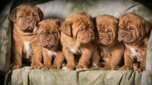 Dogue de Bordeaux puppies development