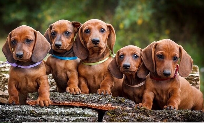 Dachshund puppies standing next to each other