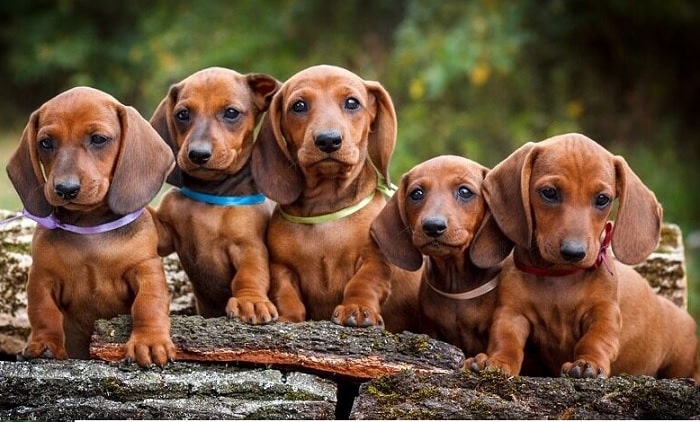 are wiener dogs dangerous