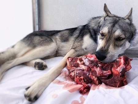 what to feed wolf dogs