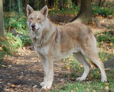 are saarloos wolfdogs friendly or dangerous to strangers