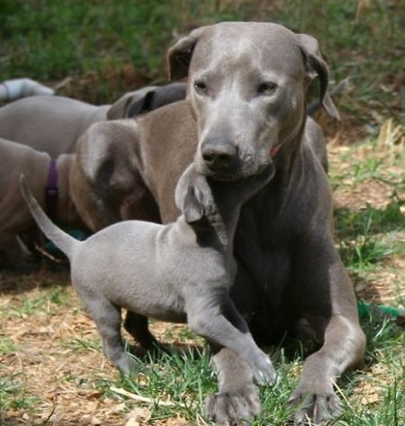 Blue Lacy Puppies: Growth Patterns and Pictures of This Beautiful ...