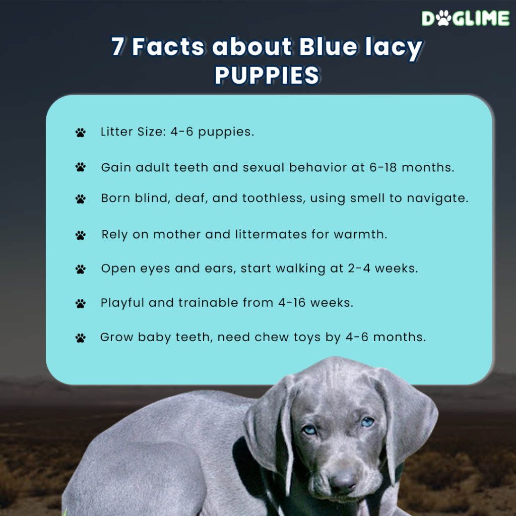 7 Facts about Blue lacy PUPPIES