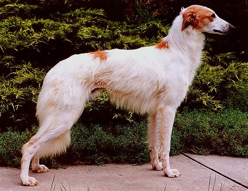 Longhaired Whippet Dog