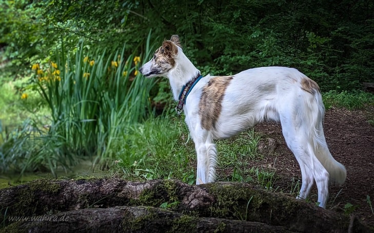 Longhaired Whippet Training Methods and Strategies