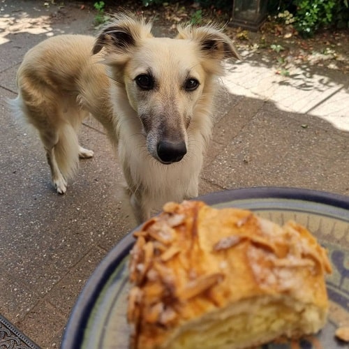 Longhaired Whippet ready for treat