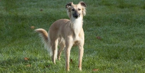 Longhaired Whippet standing on the field