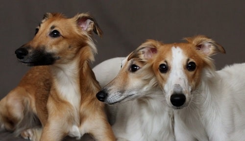 Longhaired Whippets posing for a picture