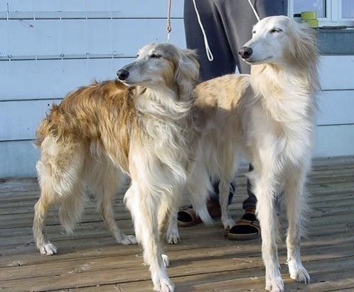 Longhaired Whippets ready for a walk