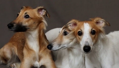 Longhaired Whippets sitting