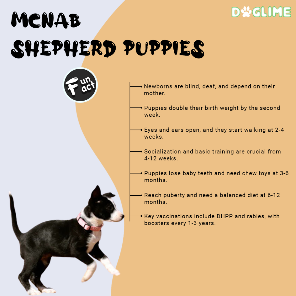 McNab Shepherd Puppies