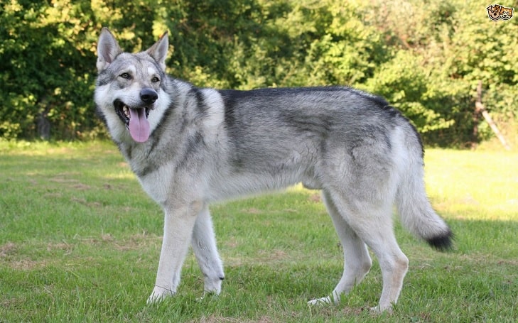Saarloos Wolfdog temperament and personality