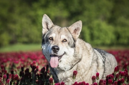 Saarloos Wolfdogs sitting in a flower garden