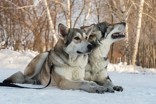 Saarloos Wolfdogs sitting on a snow