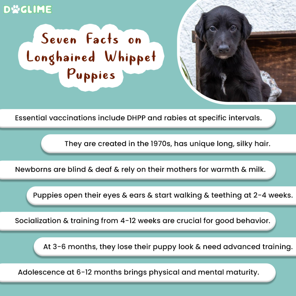Seven Facts on Longhaired Whippet Puppies