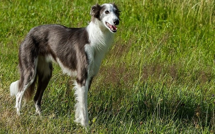 Silken Windhound dog breed information