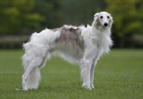 Silken Windhound standing elegantly