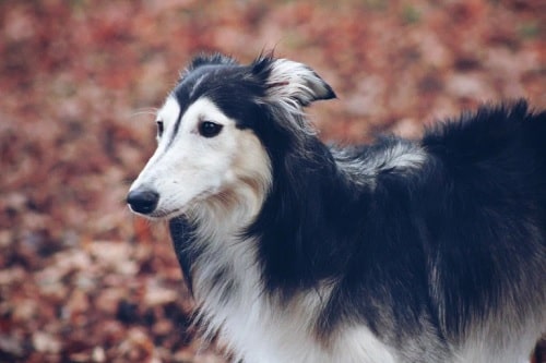 The beautiful Silken Windhound