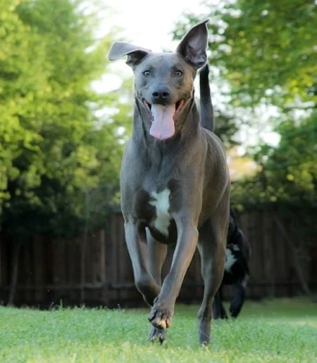 Blue Lacy