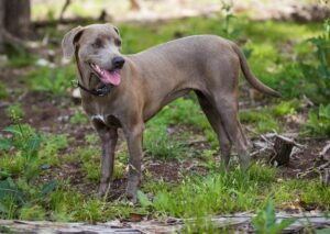 Blue Lacy training methods.