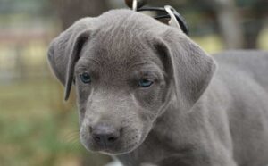 Blue Lacy puppy development stage.