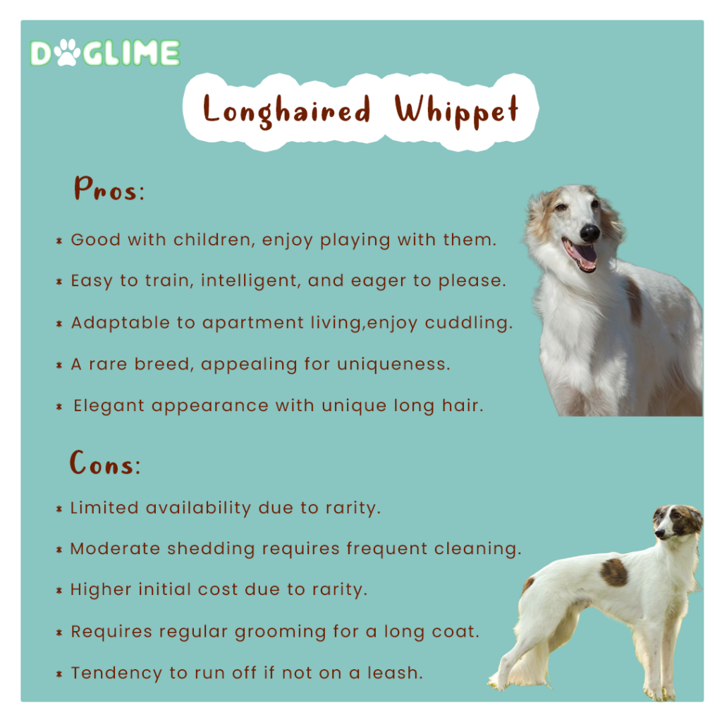 Longhaired Whippet pros and cons